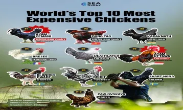 World’s Top 10 Most Expensive Chickens