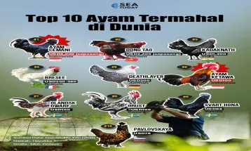 Top 10 Ayam Termahal di Dunia