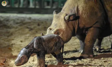 Baby Male Rhino Born in Way Kambas national Park