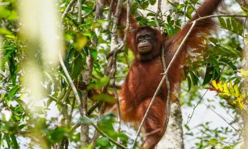 3 Orangutan yang Diselamatkan, Dipulangkan dari Thailand ke Indonesia