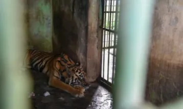 Tiga Harimau Mati, Empat Lainnya Sakit Parah Akibat Krisis Keuangan di Medan Zoo