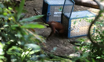 Two Orangutans, Aming and Mona Released in Betung Kerihun National Park