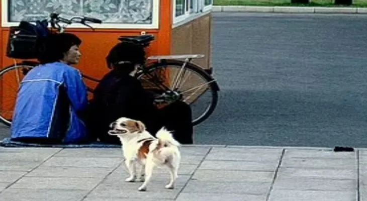 North Korea Bans Keeping Dogs as Pets Unless for Consumption and Fur