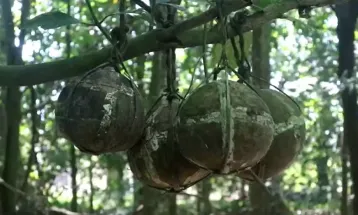 Tradisi Unik: Pohon Kuburan Ari-ari di Desa Bayung Gede, Bali