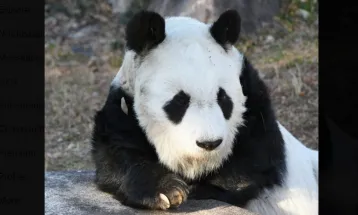 Tan Tan Panda Tertua di Jepang Mati di Usia 28 Tahun