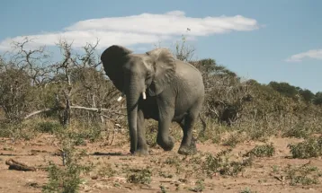 Ancaman Botswana untuk Kirim 20 Ribu Gajah ke Jerman