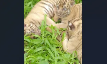 Bikin Gemas, Intip Potret 3 Bayi Harimau Benggala di Solo Safari