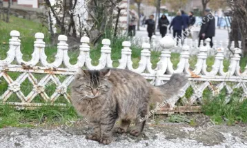Fakta-fakta Kota Istanbul Turki yang Jadi Surganya Pencinta Kucing