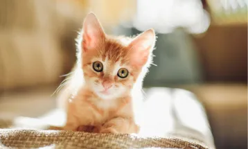 Pekerjaan Impian: Memeluk Anak Kucing 4 Jam Dibayar Ratusan Juta!