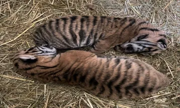 Dua Bayi Harimau Sumatera Lahir di Kebun Binatang Amiens Métropole di Prancis