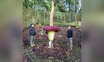 Bunga Bangkai Setinggi 3,4 Meter Mekar di Kebun Raya Cibodas