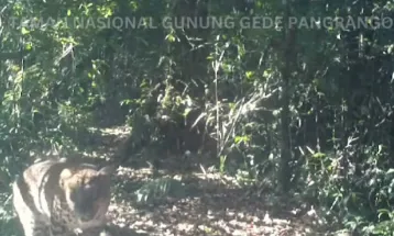 2 Ekor Macan Tertangkap Terekam Kamera di Taman Nasional Gunung Gede Pangrango