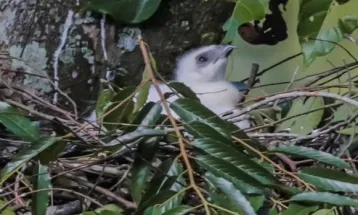 Kabar Gembira, Anak Elang Jawa Kembali Lahir di Taman Nasional Gunung Halimun Salak