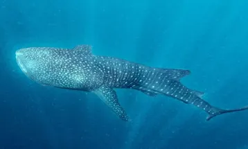 Pertamina-KLHK Records Increase in Whale Shark Population in Central Papua