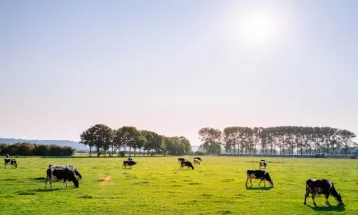 Hewan Ternak di Denmark Bakal Kena Pajak Karbon Rp1,5 Juta per Ekor