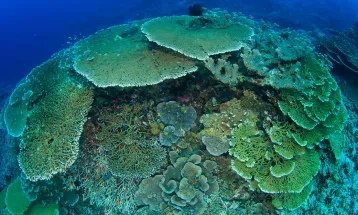 Indonesia Becomes Country with World's Largest Coral Reef