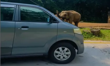 Mau Wisata ke Taman Safari Bogor di Liburan Sekolah? Catat Aturan yang Perlu Ditaati