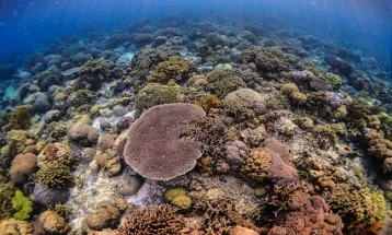 7 Fakta Pesona Wakatobi, dari Keindahan Bawah Laut hingga Ketangguhan Suku Bajo