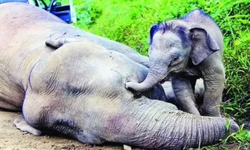 Fakta-fakta Unik Gajah Kalimantan, Jadi yang Termungil di Dunia