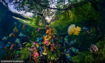 3 Foto Mangrove dari Indonesia Raih Penghargaan Foto Mangrove Dunia