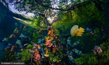 3 Mangrove Photos from Indonesia Receive World Mangrove Photography Awards