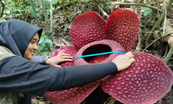 Penampakan Bunga Rafflesia Tuan-Mudae Mekar Sempurna di Marambuang Agam