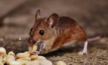 Waspada! 5 Makanan Ini Bisa Undang Tikus Masuk Dapur