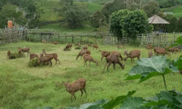 Yuk Kenalan dengan Rusa Sambar, Satwa yang Dilestarikan di Kalimantan