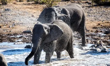 Namibia Bakal Bagikan Daging Gajah hingga Kuda Nil Imbas Krisis Pangan