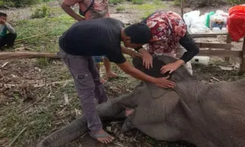 Alami Infeksi Pencernaan, Gajah Sumatera di Taman Nasional Tesso Nilo Riau Mati