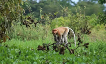 Kalimantan Masuk Daftar Perjalanan Impian di Asia 2025 versi Lonely Planet