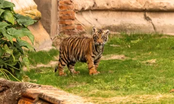 Bakso, A Baby Sumatran Tiger Made His Debut at Disney's Animal Kingdom