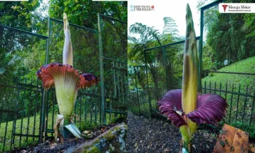 Corpse Flower Blooms Almost 3 Meters High in Cibodas Botanical Garden